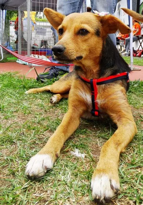 Cachorro ra a SRD idade 1 ano nome Sunny
