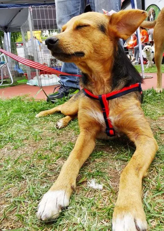 Cachorro ra a SRD idade 1 ano nome Sunny