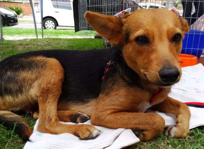 Cachorro ra a SRD idade 1 ano nome Sunny