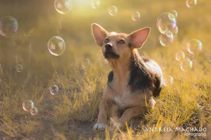 Cachorro ra a SRD idade 1 ano nome Sunny