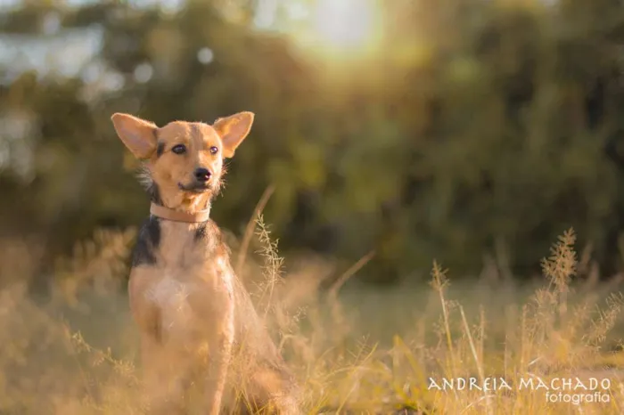 Cachorro ra a SRD idade 1 ano nome Sunny