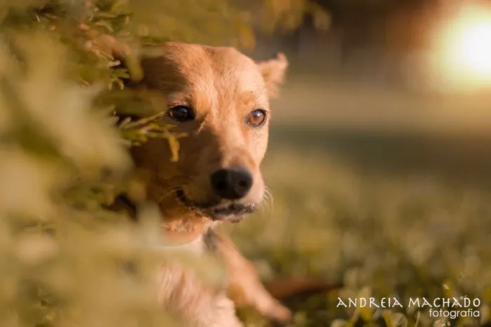 Cachorro ra a SRD idade 1 ano nome Sunny