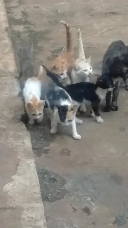Gato ra a gatos idade 2 a 6 meses nome Bichanos