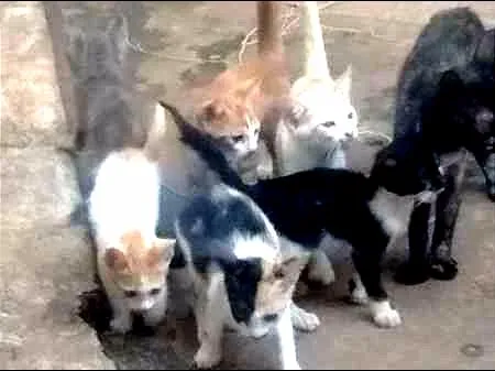 Gato ra a gatos idade 2 a 6 meses nome Bichanos