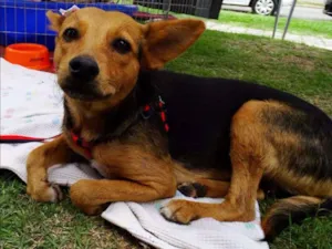 Cachorro raça SRD idade 1 ano nome Sunny