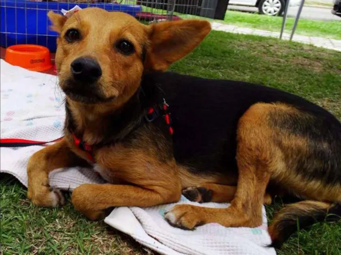 Cachorro ra a SRD idade 1 ano nome Sunny