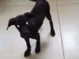 Nao tenho