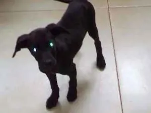 Cachorro raça Desconhecido idade 2 a 6 meses nome Nao tenho