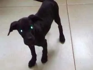 Cachorro ra a Desconhecido idade 2 a 6 meses nome Nao tenho