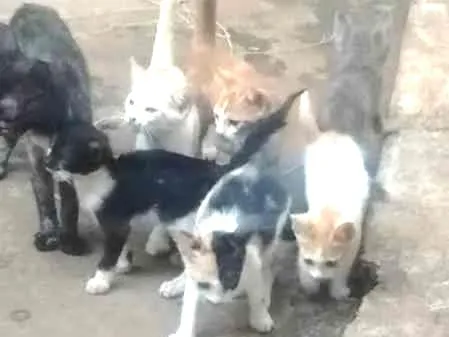 Gato ra a gatos idade 2 a 6 meses nome Bichanos