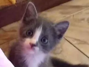 Gato raça  idade Abaixo de 2 meses nome Bebê