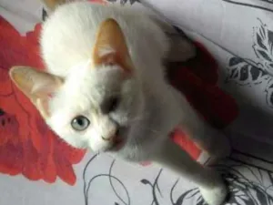 Gato raça Srd idade 2 a 6 meses nome Dora,Cléo, Penélope