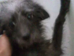 Cachorro raça Vira lata idade 4 anos nome Sherry