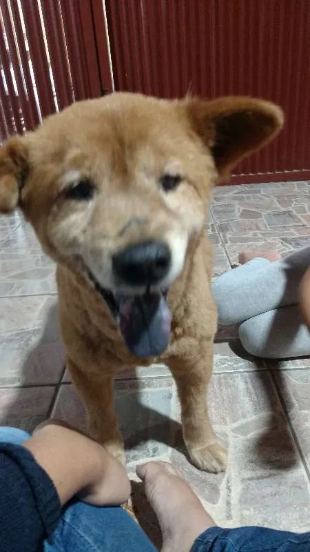 Cachorro ra a Mestiço idade 4 anos nome Não Tem