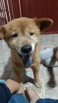 Não Tem
