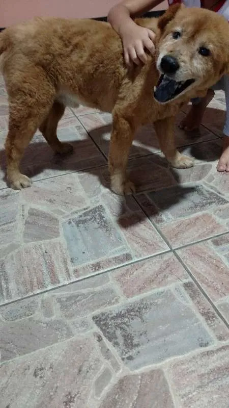 Cachorro ra a Mestiço idade 4 anos nome Não Tem