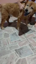 Não Tem