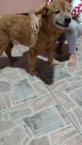 Não Tem