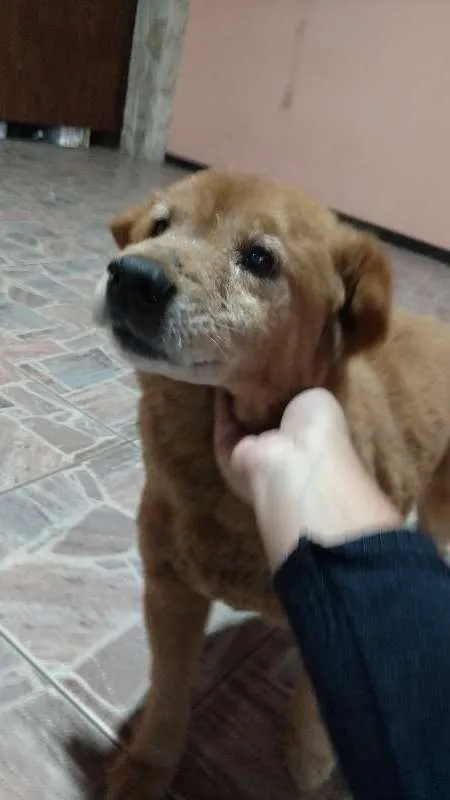 Cachorro ra a Mestiço idade 4 anos nome Não Tem