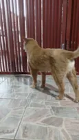 Não Tem