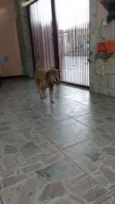 Não Tem