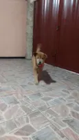 Não Tem