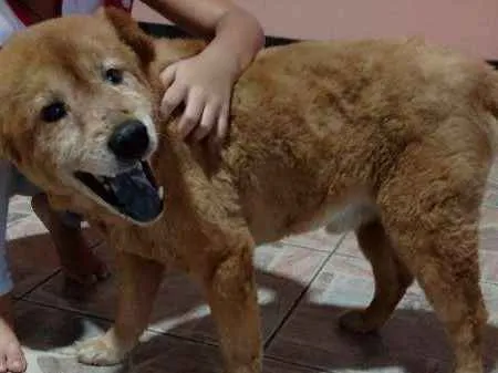 Cachorro ra a Mestiço idade 4 anos nome Não Tem