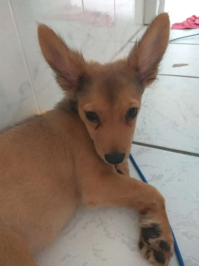 Cachorro ra a Srd idade 2 a 6 meses nome Ruby