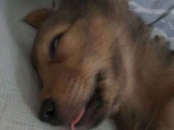 Cachorro ra a Srd idade 2 a 6 meses nome Ruby