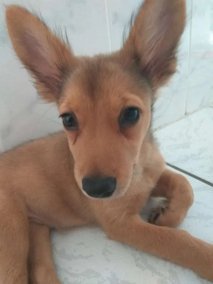 Cachorro ra a Srd idade 2 a 6 meses nome Ruby