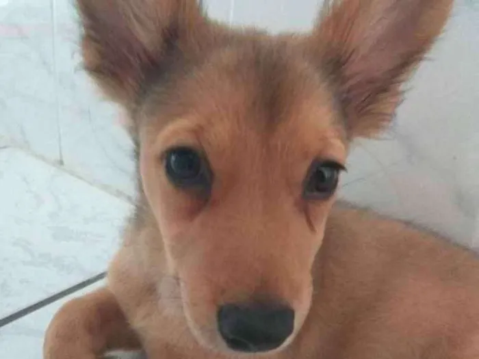 Cachorro ra a Srd idade 2 a 6 meses nome Ruby