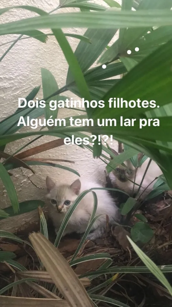 Gato ra a  idade 2 a 6 meses nome Sem nome