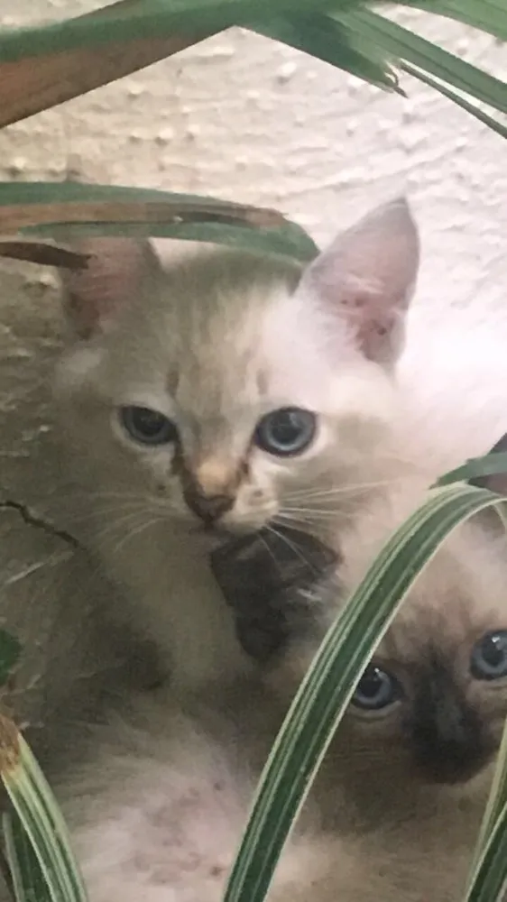 Gato ra a  idade 2 a 6 meses nome Sem nome