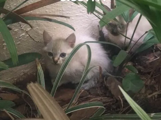 Gato ra a  idade 2 a 6 meses nome Sem nome