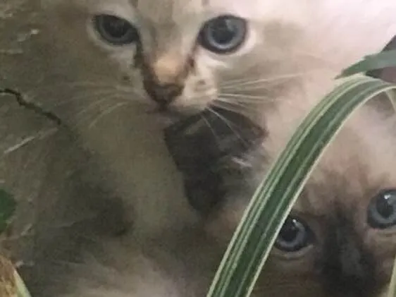 Gato ra a  idade 2 a 6 meses nome Sem nome