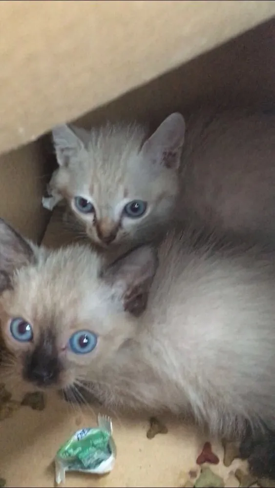 Gato ra a  idade 2 a 6 meses nome Sem nome