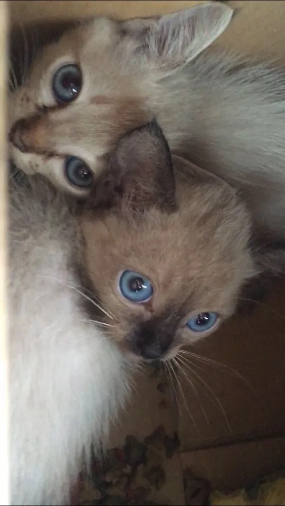 Gato ra a  idade 2 a 6 meses nome Sem nome