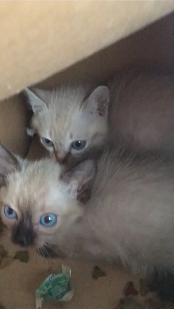 Gato ra a  idade 2 a 6 meses nome Sem nome