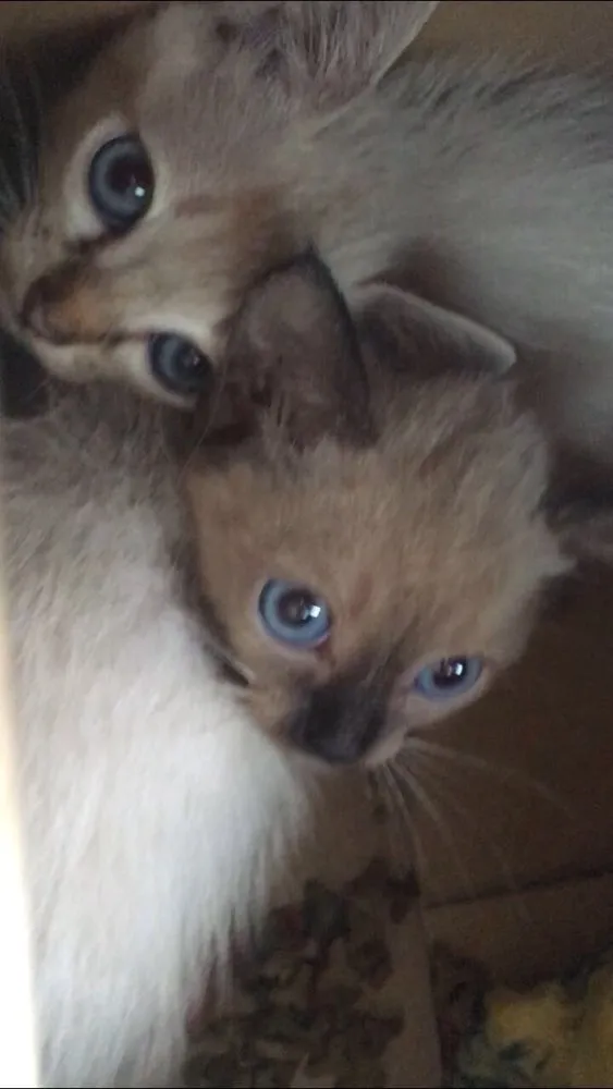 Gato ra a  idade 2 a 6 meses nome Sem nome