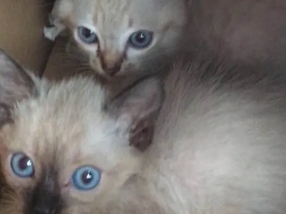 Gato ra a  idade 2 a 6 meses nome Sem nome