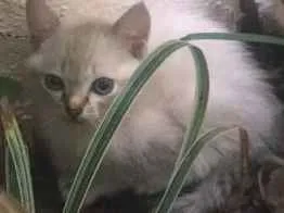 Gato ra a  idade 2 a 6 meses nome Sem nome