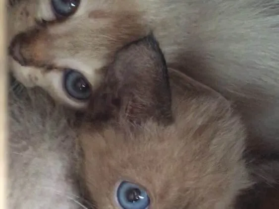 Gato ra a  idade 2 a 6 meses nome Sem nome