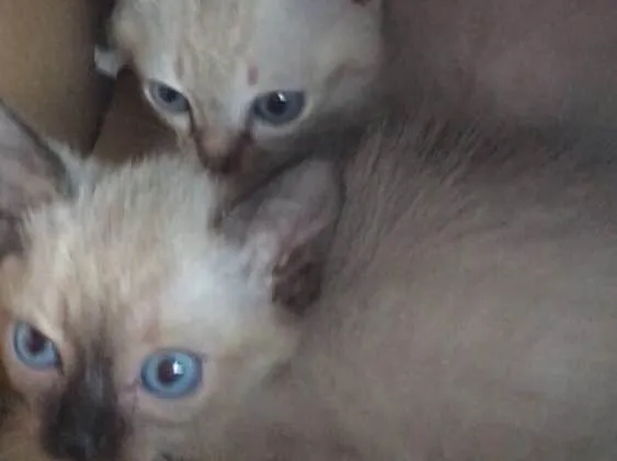 Gato ra a  idade 2 a 6 meses nome Sem nome