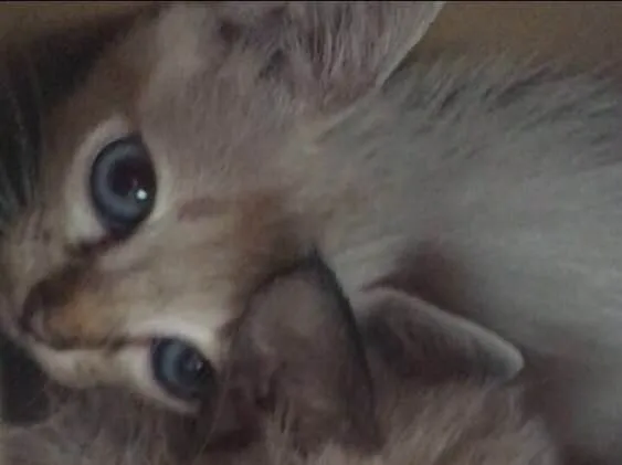 Gato ra a  idade 2 a 6 meses nome Sem nome
