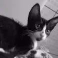 Frederico