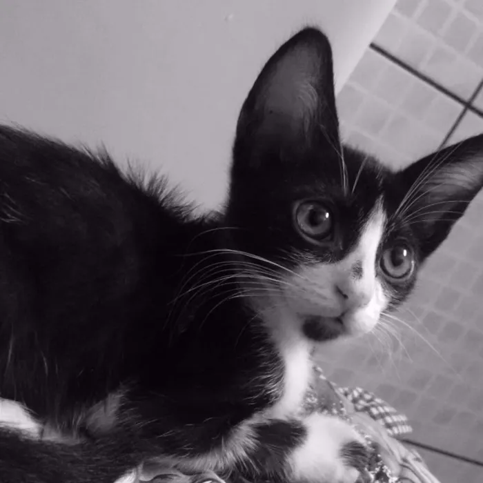 Gato raça Não sei  idade 2 a 6 meses nome Frederico