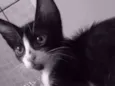 Frederico