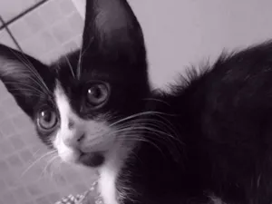 Gato raça Não sei  idade 2 a 6 meses nome Frederico