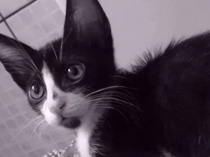 Gato raça Não sei  idade 2 a 6 meses nome Frederico