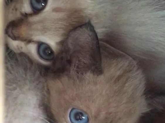 Gato ra a  idade 2 a 6 meses nome Sem nome